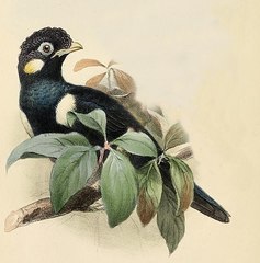 Sulawesi Myna photo 3