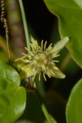 Passiflora suberosa image