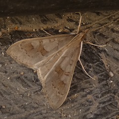 Mecyna asinalis