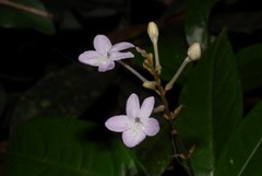 Pseuderanthemum tunicatum