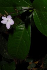 Pseuderanthemum tunicatum