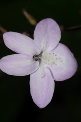 Pseuderanthemum tunicatum