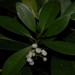 Psychotria comorensis - Photo (c) Ehoarn Bidault, μερικά δικαιώματα διατηρούνται (CC BY-NC), uploaded by Ehoarn Bidault