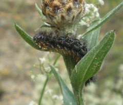 Melitaea phoebe