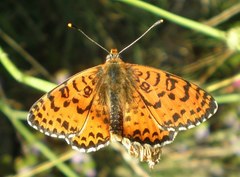 Melitaea didyma