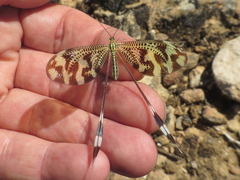 Nemoptera bipennis