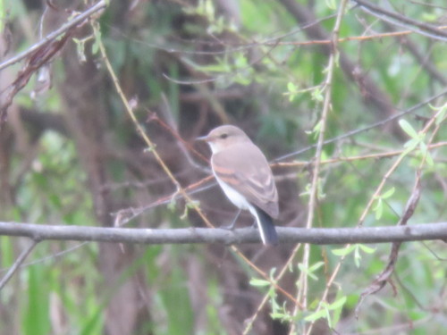 Little Ground Tyrant (Syrtidicola fluviatilis), photo 7
