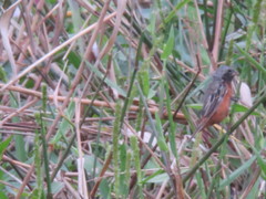 Sporophila ruficollis