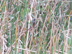 Sporophila ruficollis