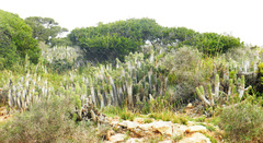 Euphorbia regis-jubae