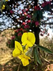 Piptanthus nepalensis