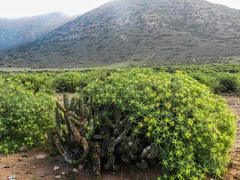 Euphorbia regis-jubae
