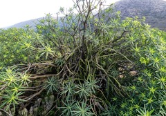Euphorbia regis-jubae