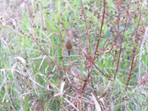 Dark-throated Seedeater (Sporophila ruficollis), photo 10