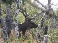 Cervus canadensis sibiricus