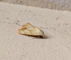 Xanthodes transversa