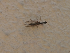 Raphidiinae