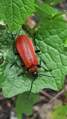 Pyrochroa coccinea