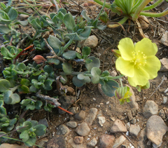 Helianthemum canariense