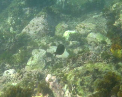 Acanthurus nigrofuscus