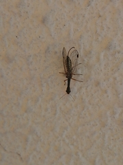 Raphidiinae