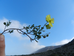 Helianthemum canariense