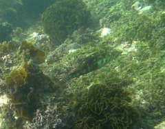 Halichoeres margaritaceus