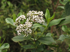 Ageratina tinifolia