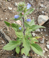 Echium petiolatum