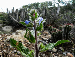 Echium petiolatum