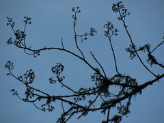 Critoniopsis bogotana