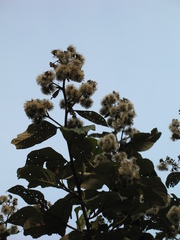 Critoniopsis bogotana