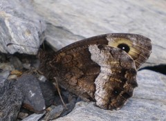 Hipparchia alcyone
