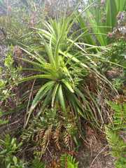 Dyckia encholirioides