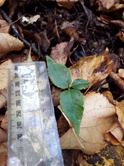 Prunus lusitanica