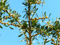 Argania spinosa