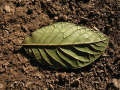 Nectandra