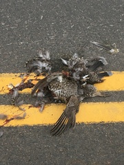 Dendragapus obscurus