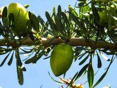 Argania spinosa