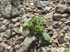 Chorizanthe corrugata