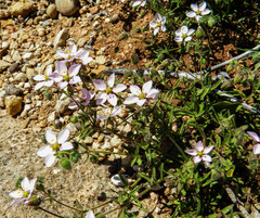 Rhodalsine geniculata