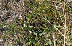 Convolvulus sagittatus