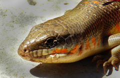 Eumeces algeriensis