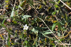 Convolvulus sagittatus