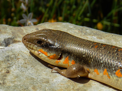 Eumeces algeriensis