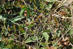 Convolvulus sagittatus