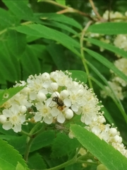 Dasysyrphus pauxillus