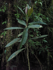 Aniba robusta