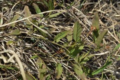Convolvulus sagittatus