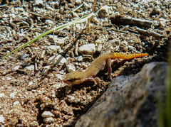 Saurodactylus brosseti